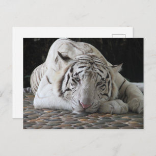 Bengalischer, müde weißer Tiger auf dem Boden Postkarte