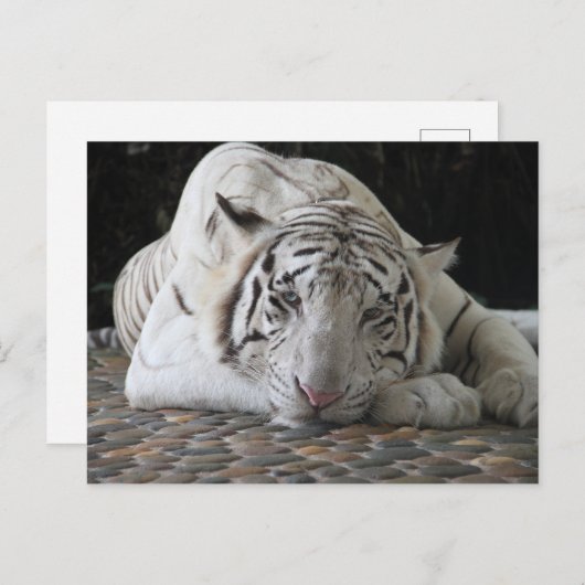 Bengalischer, müde weißer Tiger auf dem Boden Postkarte (Vorne/Hinten)