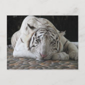 Bengalischer, müde weißer Tiger auf dem Boden Postkarte (Vorderseite)