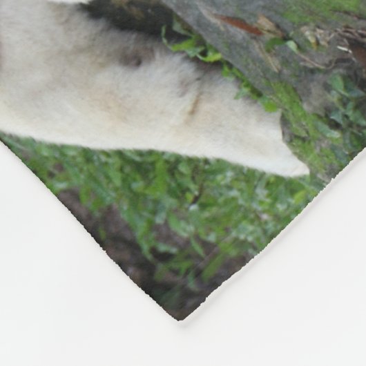 Bengalischer Schwarzweiss-Tiger entspannt und Fleecedecke (Ecke)