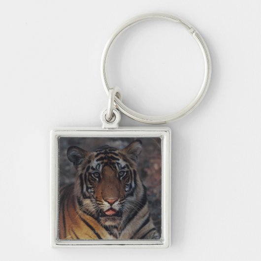 Bengalischer Tiger CUB Schlüsselanhänger (Vorne)