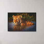 Bengalischer Tiger, der dich vom Wasser aus gesehe Leinwanddruck (Vorderseite)