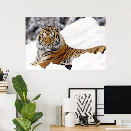 Bengalischer Tiger, der Sie vom Schnee aus beobach Poster (Heimbüro)