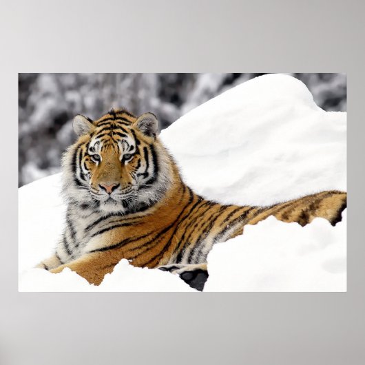 Bengalischer Tiger, der Sie vom Schnee aus beobach Poster (Vorne)