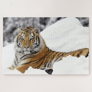 Bengalischer Tiger, der Sie vom Schnee aus beobach Puzzle