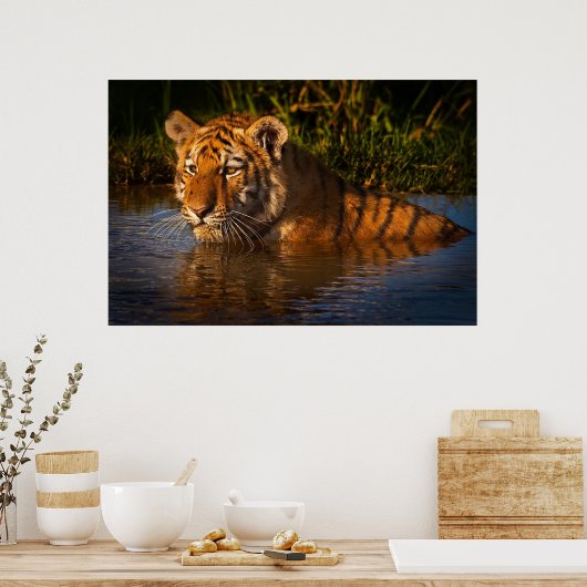 Bengalischer Tiger, der Sie vom Wasserplakat aus b Poster (Küche)