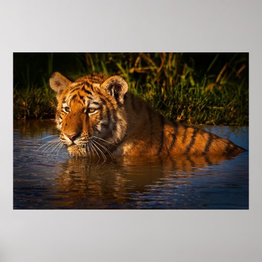 Bengalischer Tiger, der Sie vom Wasserplakat aus b Poster (Vorne)