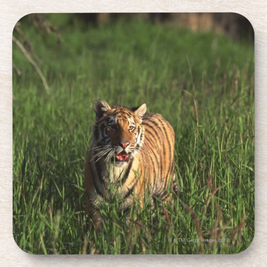 Bengalischer Tiger Getränkeuntersetzer (Vorderseite)