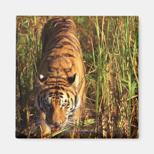 Bengalischer Tiger in den Feuchtgebieten Magnet