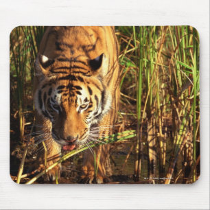Bengalischer Tiger in Feuchtgebieten Mousepad