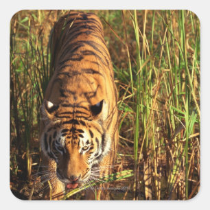 Bengalischer Tiger in Feuchtgebieten Quadratischer Aufkleber