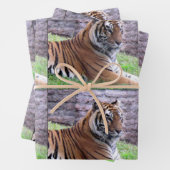 Bengalischer Tiger - Jedem Anlass-Wrapping Paper S Geschenkpapier Set (Beispiel)