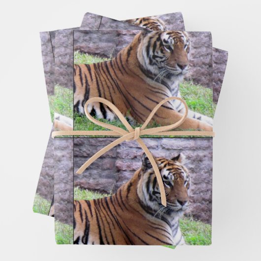Bengalischer Tiger - Jedem Anlass-Wrapping Paper S Geschenkpapier Set (Beispiel)
