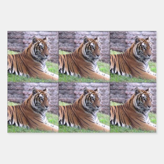 Bengalischer Tiger - Jedem Anlass-Wrapping Paper S Geschenkpapier Set (Vorderseite 3)