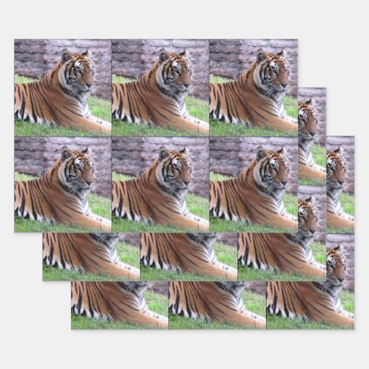 Bengalischer Tiger - Jedem Anlass-Wrapping Paper S Geschenkpapier Set (Set)