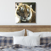 Bengalischer Tiger Leinwanddruck (Insitu (Schlafzimmer))