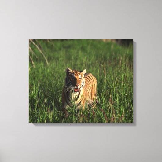 Bengalischer Tiger Leinwanddruck (Vorderseite)