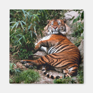 Bengalischer Tiger Magnet