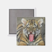 Bengalischer Tiger Magnet (Vorderseite/Rückseite)