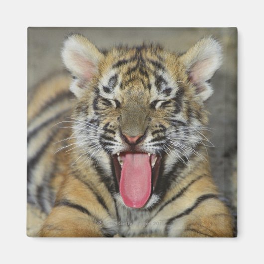 Bengalischer Tiger Magnet (Vorne)