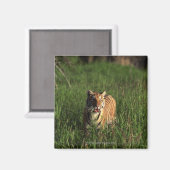 Bengalischer Tiger Magnet (Vorderseite/Rückseite)