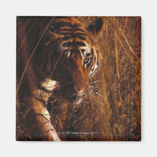 Bengalischer Tiger Magnet