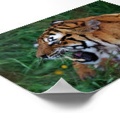 Bengalischer Tiger mit seinen Fangzähnen Poster (Ecke)