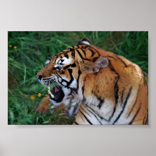 Bengalischer Tiger mit seinen Fangzähnen Poster (Vorne)