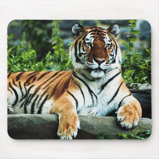 bengalischer Tiger Mousepad (Vorne)