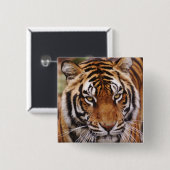 Bengalischer Tiger, Panthera tigris Button (Vorne & Hinten)