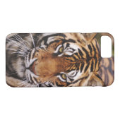 Bengalischer Tiger, Panthera tigris Case-Mate iPhone Hülle (Rückseite (Horizontal))