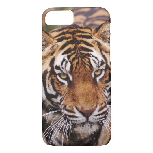 Bengalischer Tiger, Panthera tigris Case-Mate iPhone Hülle (Rückseite)