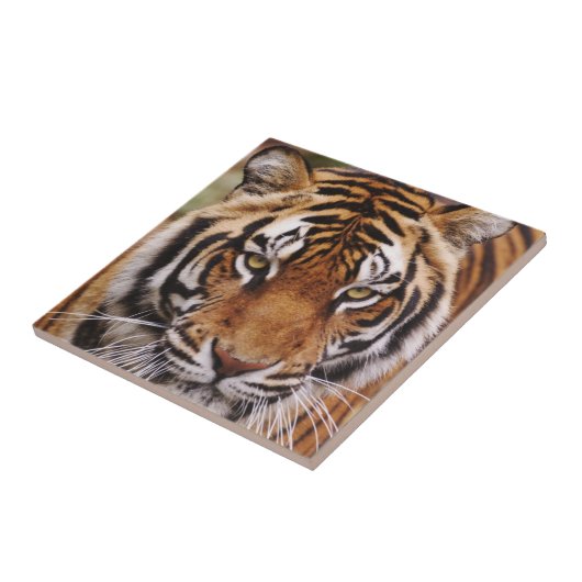 Bengalischer Tiger, Panthera tigris Fliese (Seite)