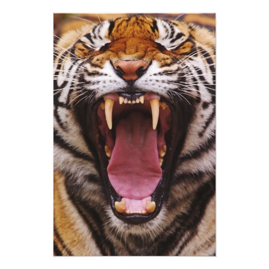 Bengalischer Tiger, Panthera tigris Fotodruck (Vorne)