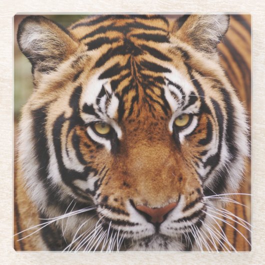 Bengalischer Tiger, Panthera tigris Glasuntersetzer (Vorderseite)