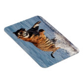 Bengalischer Tiger (Panthera Tigris) Magnet (Rechte Seite)