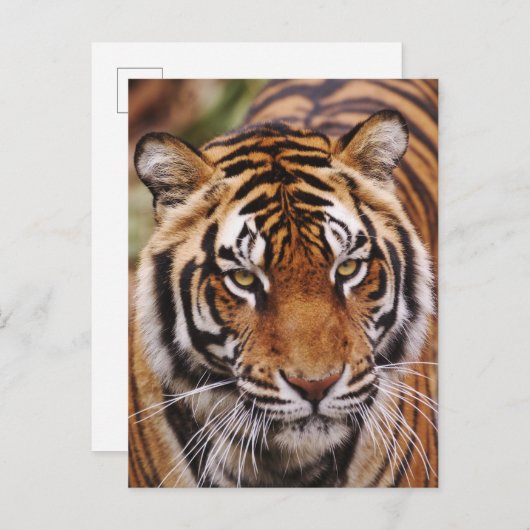 Bengalischer Tiger, Panthera tigris Postkarte (Vorne/Hinten)