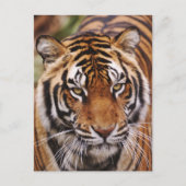 Bengalischer Tiger, Panthera tigris Postkarte (Vorderseite)