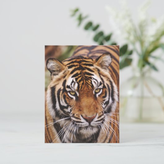 Bengalischer Tiger, Panthera tigris Postkarte (Stehend Vorderseite)