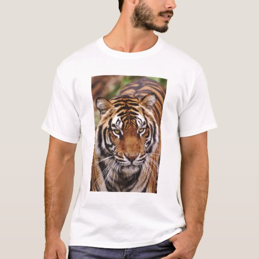Bengalischer Tiger, Panthera tigris T-Shirt (Vorderseite)
