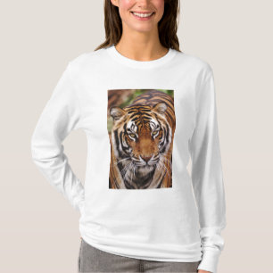Bengalischer Tiger, Panthera tigris T-Shirt