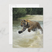 Bengalischer Tiger (Panthera tigris tigris) Auflad Postkarte (Vorne/Hinten)