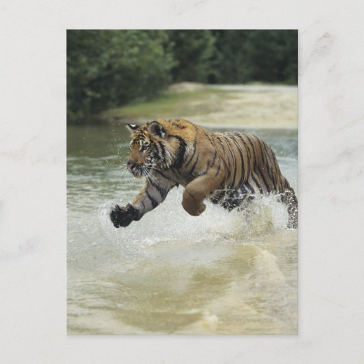Bengalischer Tiger (Panthera tigris tigris) Auflad Postkarte (Vorderseite)