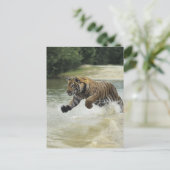 Bengalischer Tiger (Panthera tigris tigris) Auflad Postkarte (Stehend Vorderseite)