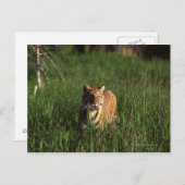 Bengalischer Tiger Postkarte (Vorne/Hinten)