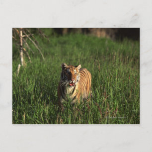 Bengalischer Tiger Postkarte