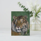Bengalischer Tiger Postkarte (Stehend Vorderseite)