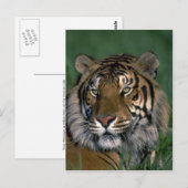 Bengalischer Tiger Postkarte (Vorne/Hinten)