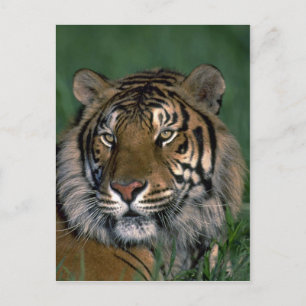 Bengalischer Tiger Postkarte