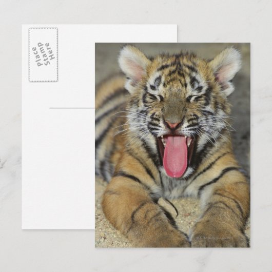 Bengalischer Tiger Postkarte (Vorne/Hinten)